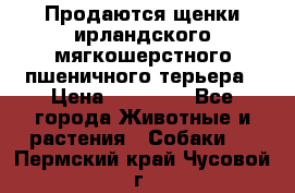 Продаются щенки ирландского мягкошерстного пшеничного терьера › Цена ­ 30 000 - Все города Животные и растения » Собаки   . Пермский край,Чусовой г.